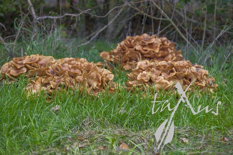 2025-10-25 Groene Heuvels 3D-43.jpg