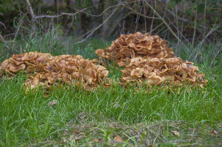 2025-10-25 Groene Heuvels 3D-43