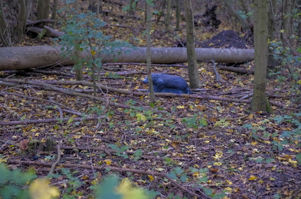 2025-10-25 Groene Heuvels 3D-8